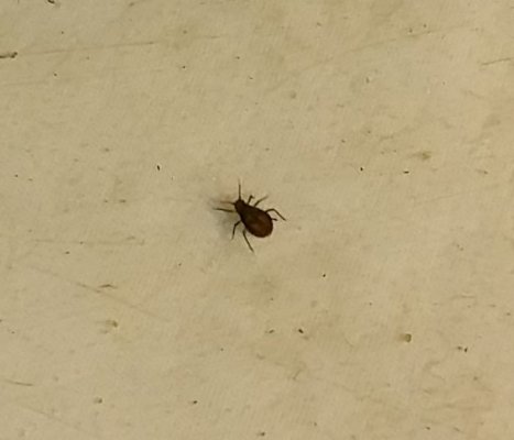 Need help to id and eradicate multiple pests in hydro