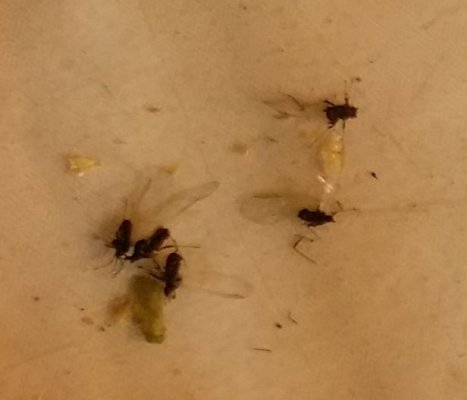 Need help to id and eradicate multiple pests in hydro 2