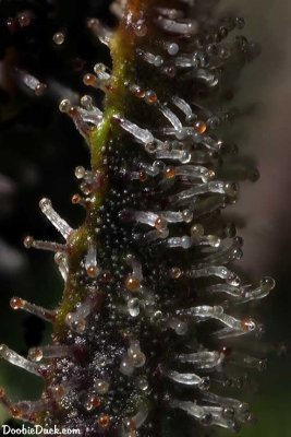 DoobieDuck's Macro Cannabis Images