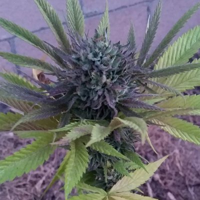 Selectgenetics