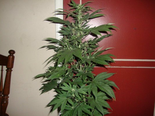 Welcome To The Inferno- Cbdemon Grow 2015