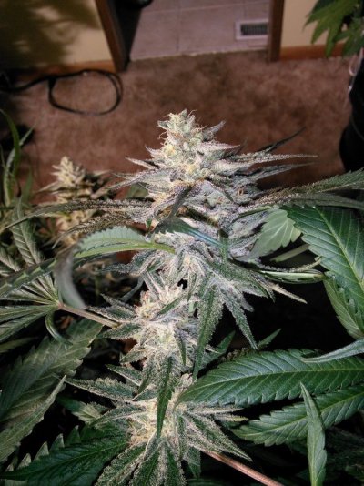 My First Growlog Here-- Kimbo Kush