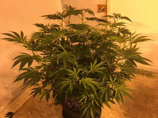 My only kimbo kush survivor