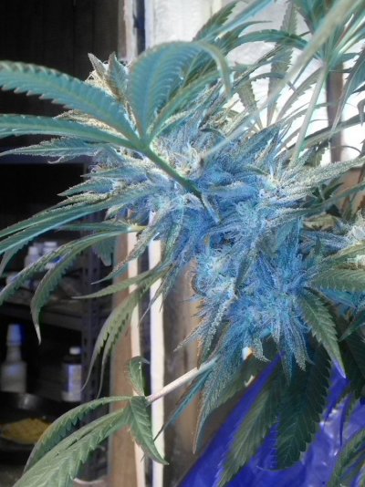 My First Growlog Here-- Kimbo Kush