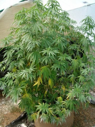 Been Fighting Russet Mites Plant Next To Infected Plasnt Started Showing