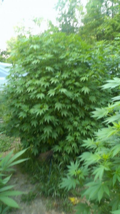 Bubba Kush