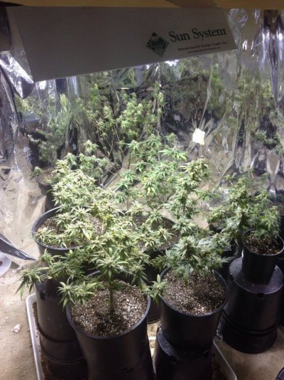 Firstish grow kinda sorta 2