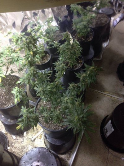 firstish-grow-kinda-sorta-11.jpg