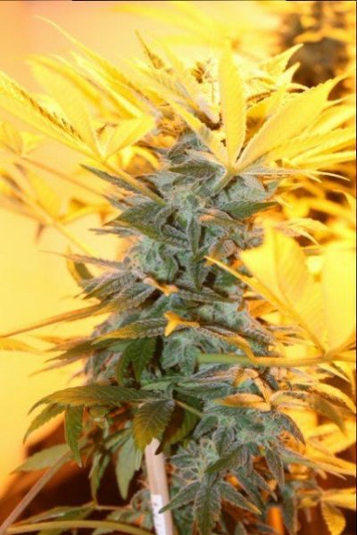 Headband Bx1