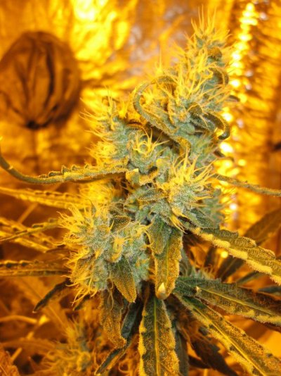 Lemonstardawg