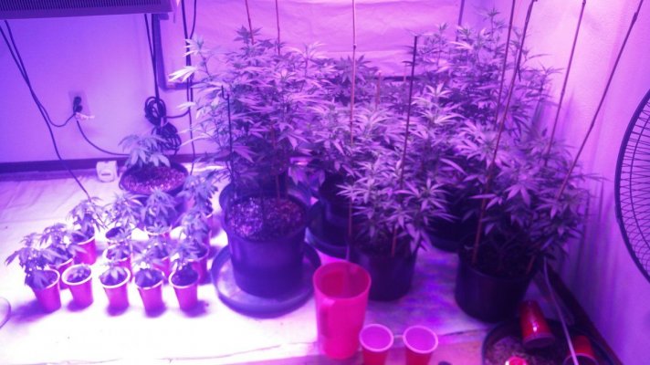 The Garden Of Blazen V 2.0