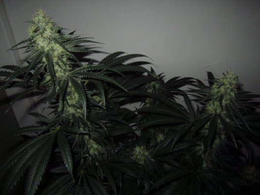 Michigan... Strains, pics, and whatever!