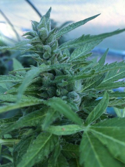 What's The Story With The Reeferman?