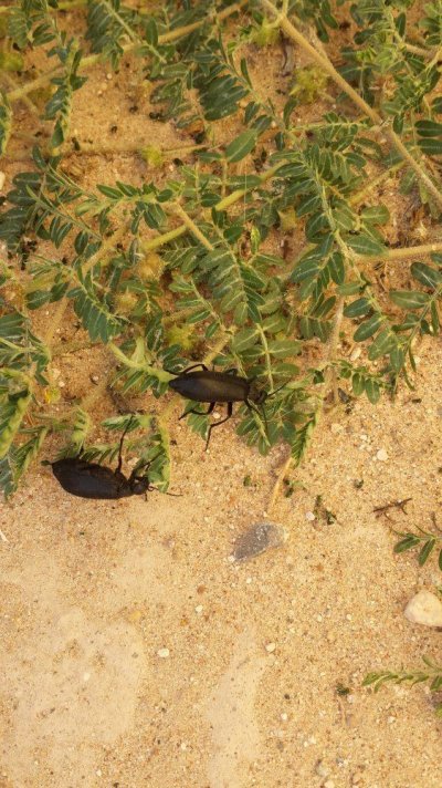 Identify these black beetles