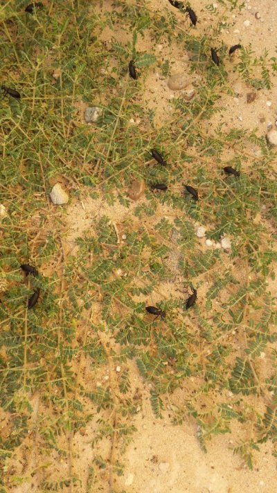 Identify these black beetles 2