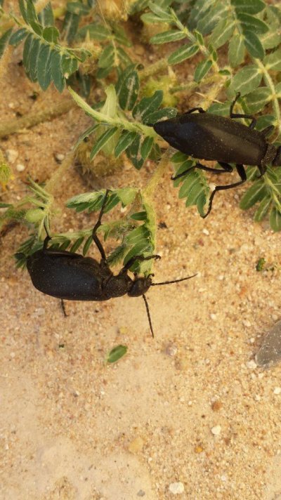 Identify these black beetles 3