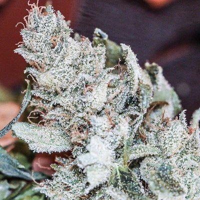 veg+bloom, 1 part powder in socal tap