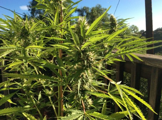 My Annual Outdoor Grow Is Xj-13 Day 43 And One Durban Poison.