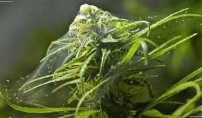 Eliminate Spider-mites With Cannabis Oil