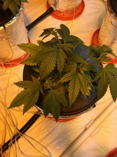 Rdwc Deficiency Help!!!