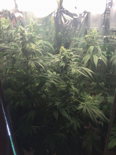When To Harvest? Your Personal Preference