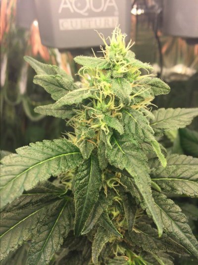 When To Harvest? Your Personal Preference