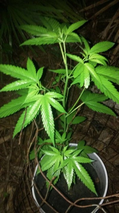 Very odd branching  growth