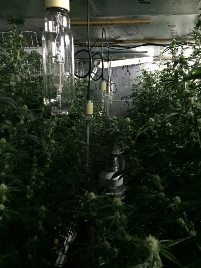 Getto Trees Part 2
