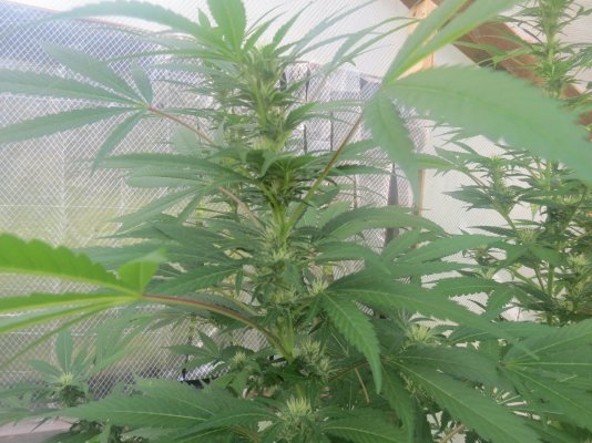 Sacred420's Greenhouse Adventures