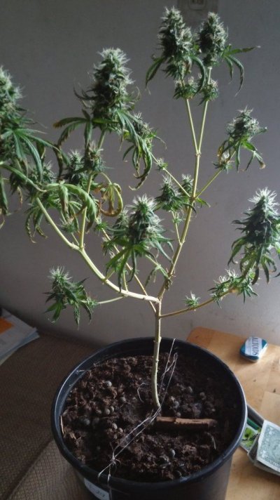 1st Time Grower W/questions