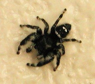 Black jumping spiders are my new best friends