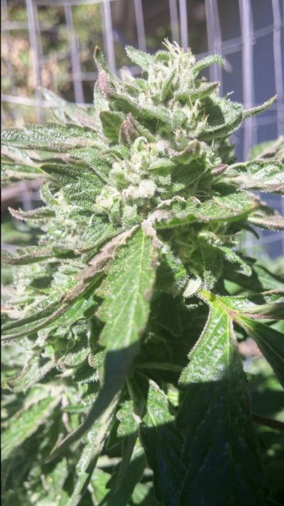 My Mountain Tree House Grow