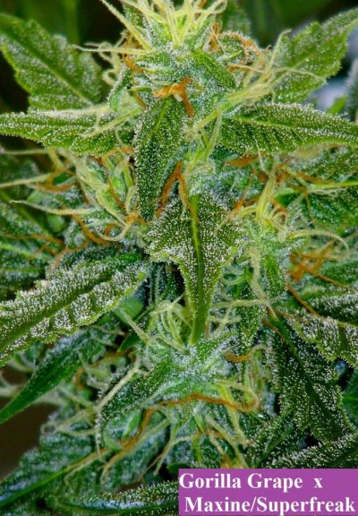 Breeding With Auto Flowering Strains
