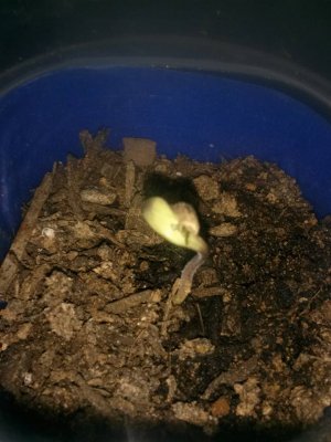My grow thread
