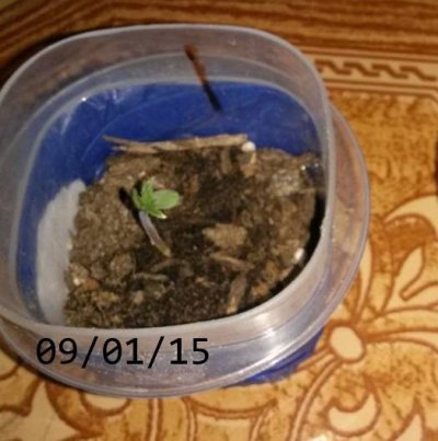 My grow thread 2