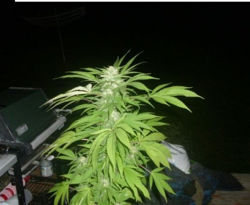 My Little Ones.. May It Be A Good Summer ... (-: And Even Better Fall