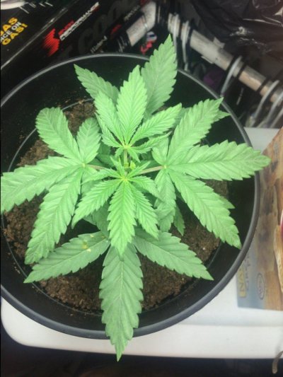 New Here And To Growing. First Attempt Going Swell :)