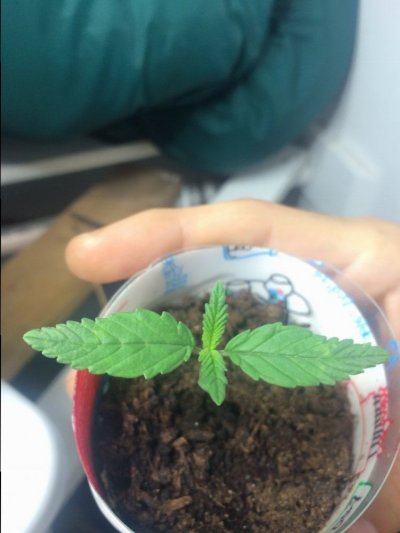 New Here And To Growing. First Attempt Going Swell :)