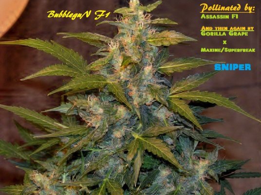 Accurate Information About Autoflowering Plants