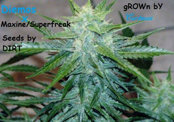 Accurate Information About Autoflowering Plants