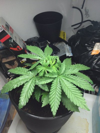 Any Knowledgable Growers Out There Mind Giving Some Insight?