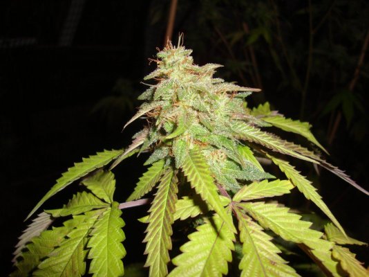 Welcome To The Inferno- Cbdemon Grow 2015