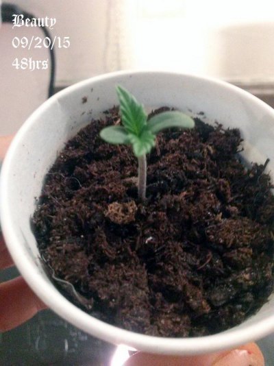 My Grow Log For My Baby Beauty!