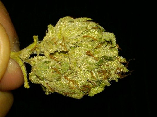 larry-og-kush-2.jpg