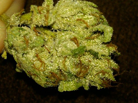 larry-og-kush-3.jpg