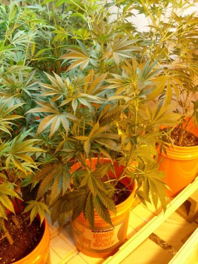 Cab Soil/Coco Seed/Clone chamber to a Sealed 2200 Watt Room