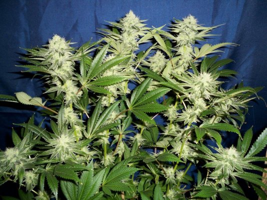 whitefire-porn-at-50-days-bloom-4.jpg