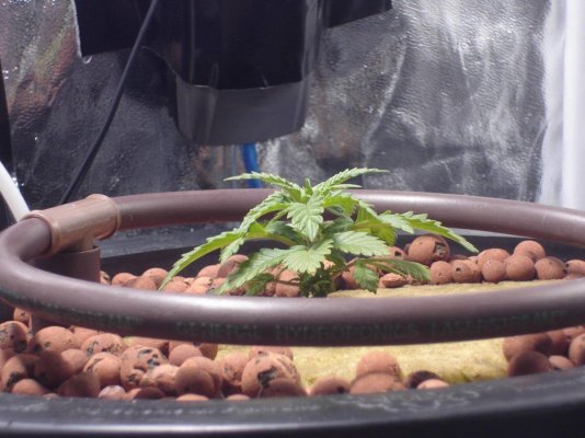 RD's winter DWC grow