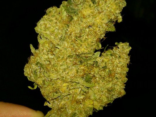 michigan nug.jpg