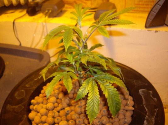 plant 6.jpg